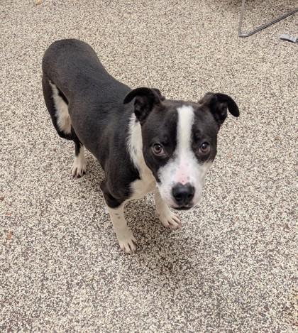 Enlarge Quill, a Adoptable mixed breed in Detroit, MI image 1/2