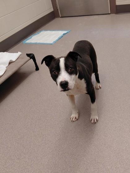 Enlarge Quill, a Adoptable mixed breed in Detroit, MI image 2/2