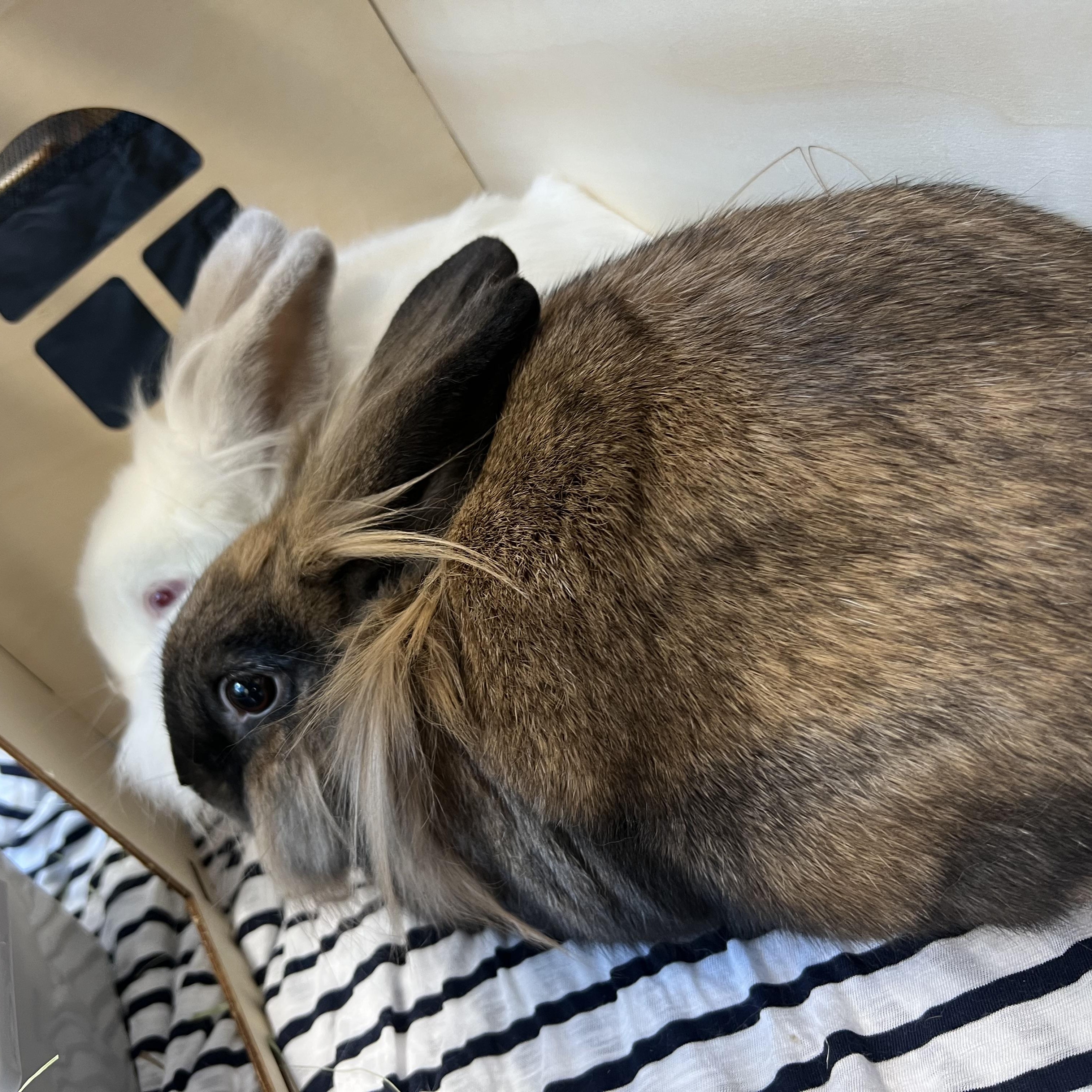 Enlarge Milo & Perri (bonded pair), a Adoptable mixed breed in Huntsville, AL image 3/6