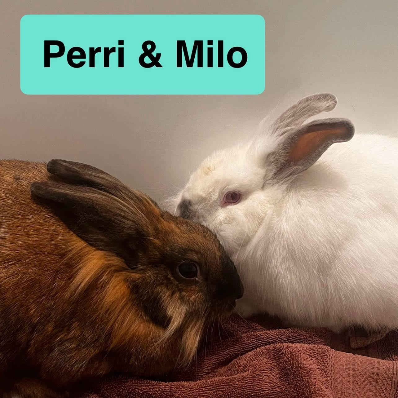 Enlarge Milo & Perri (bonded pair), a Adoptable mixed breed in Huntsville, AL image 4/6