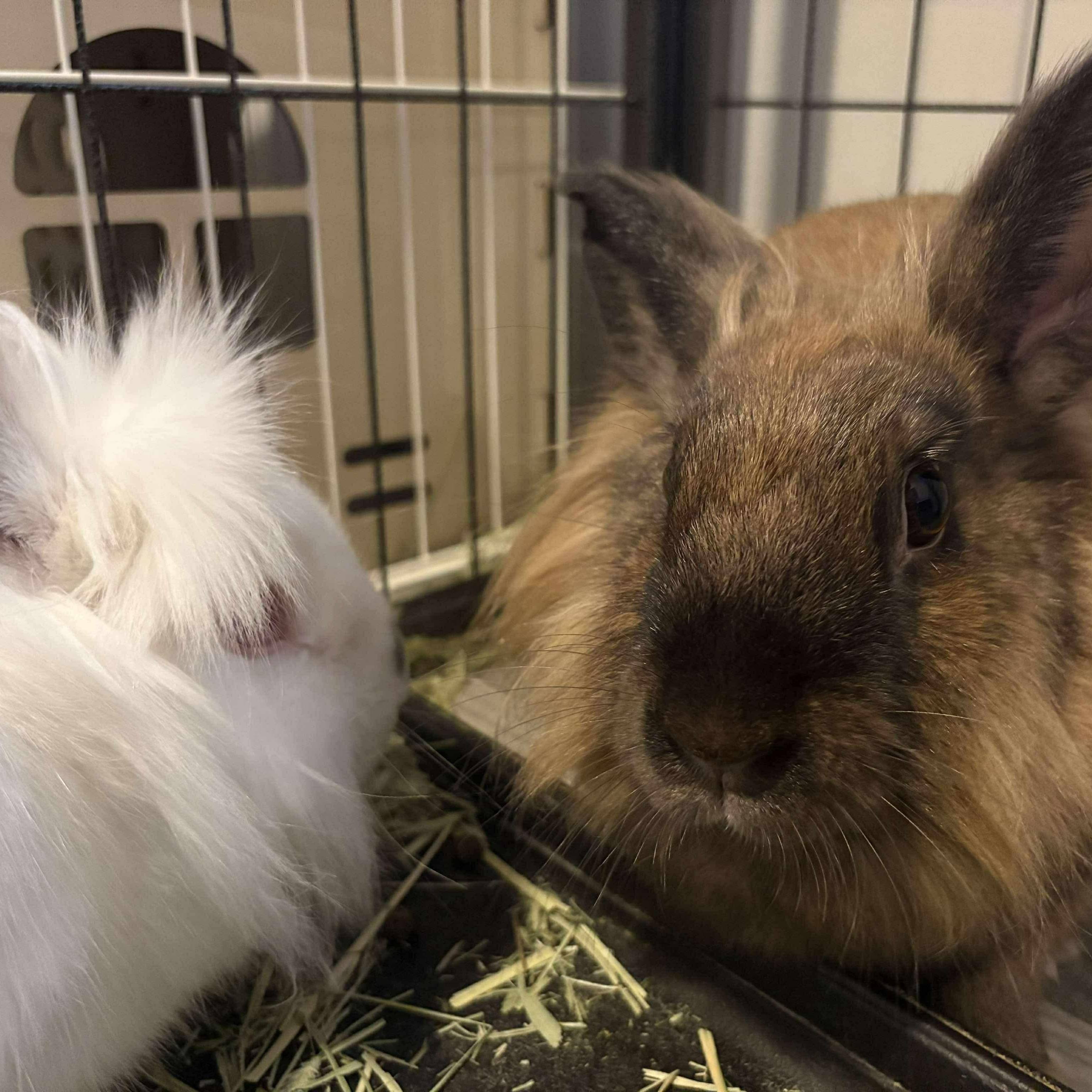 Enlarge Milo & Perri (bonded pair), a Adoptable mixed breed in Huntsville, AL image 5/6