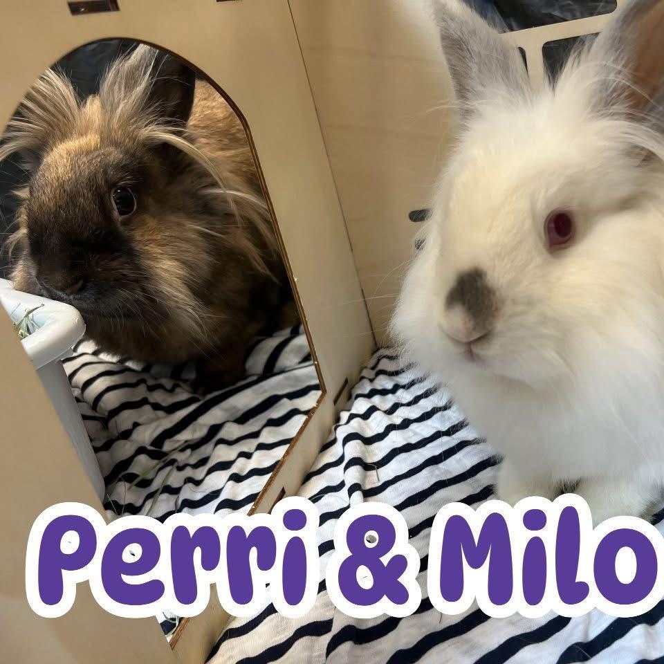 Enlarge Milo & Perri (bonded pair), a Adoptable mixed breed in Huntsville, AL image 1/6