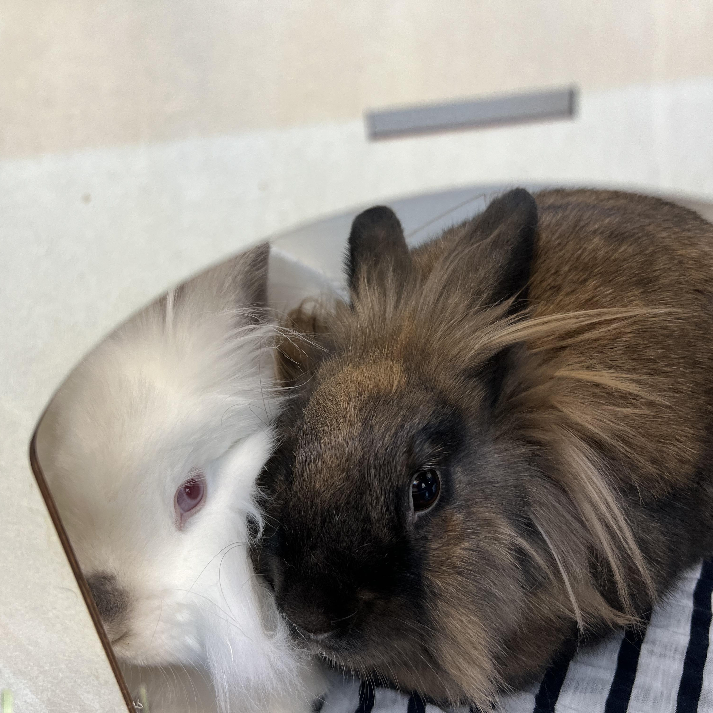 Enlarge Milo & Perri (bonded pair), a Adoptable mixed breed in Huntsville, AL image 6/6