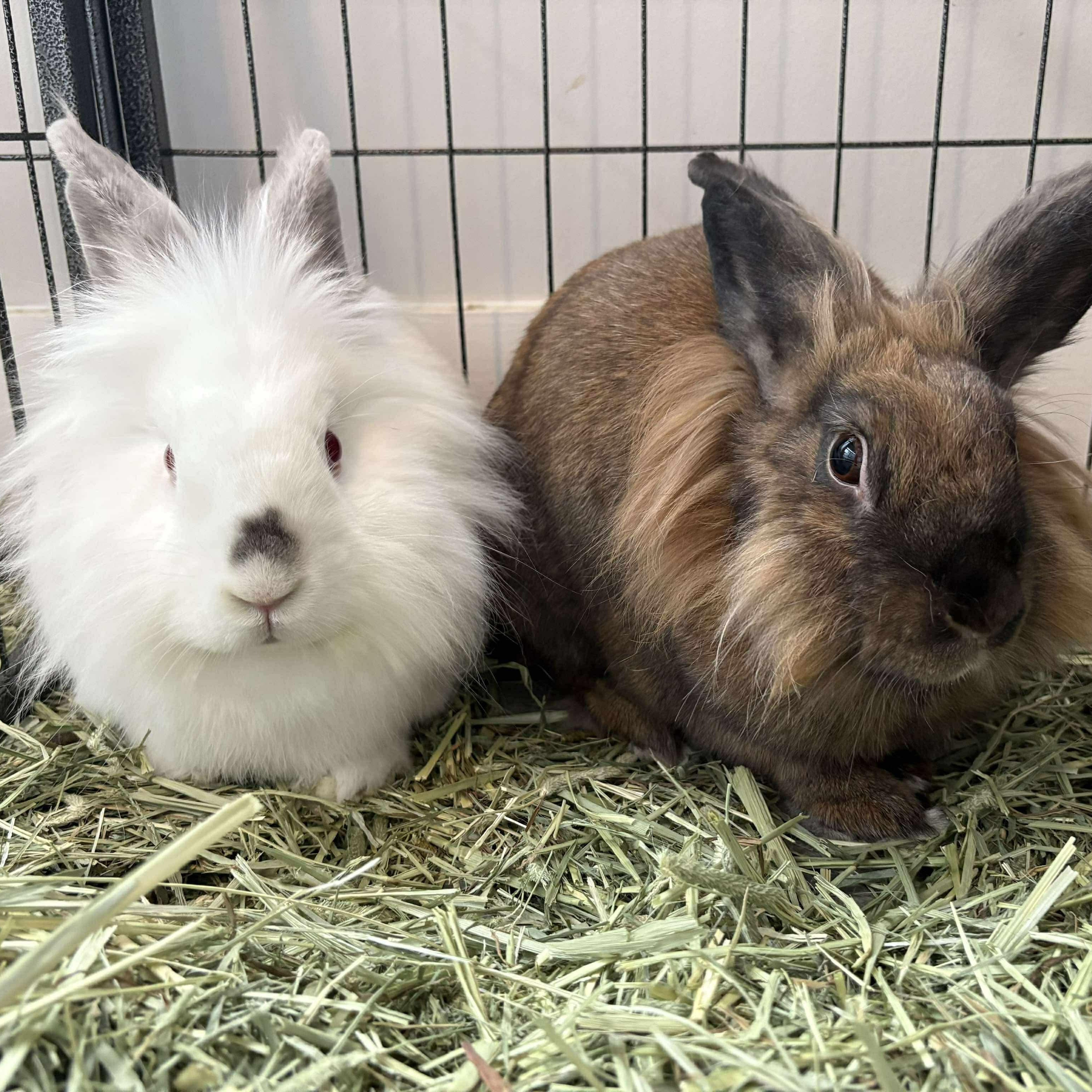 Enlarge Milo & Perri (bonded pair), a Adoptable mixed breed in Huntsville, AL image 2/6