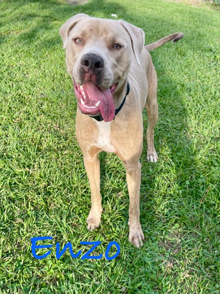 Enzo, Adoptable, Young Male Weimaraner.