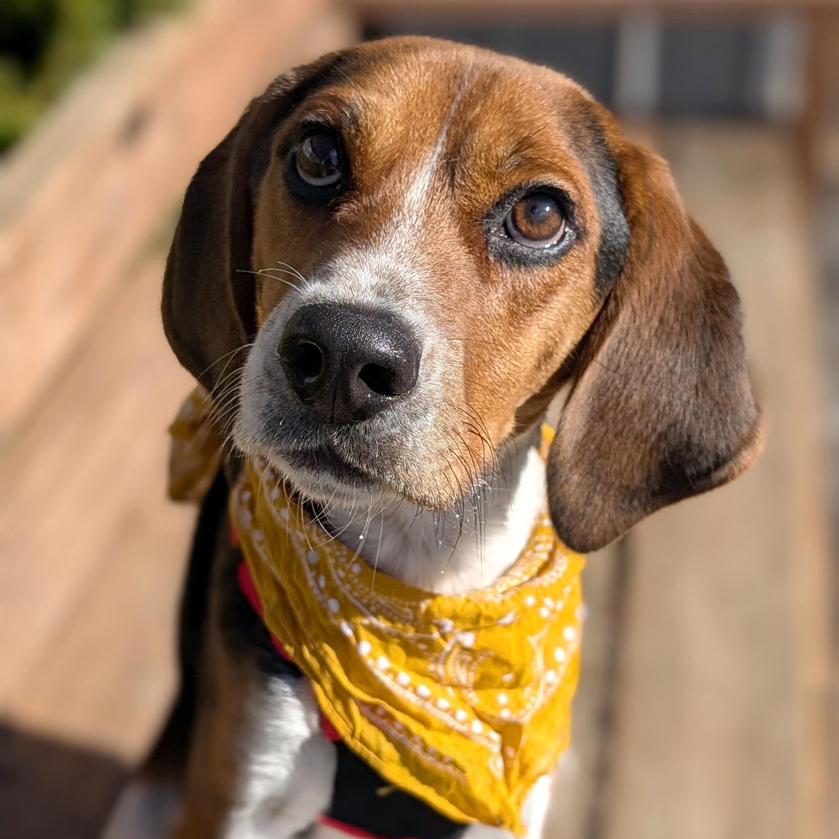 Enlarge Turkey, an adopted Beagle in House Springs, MO image 2/2