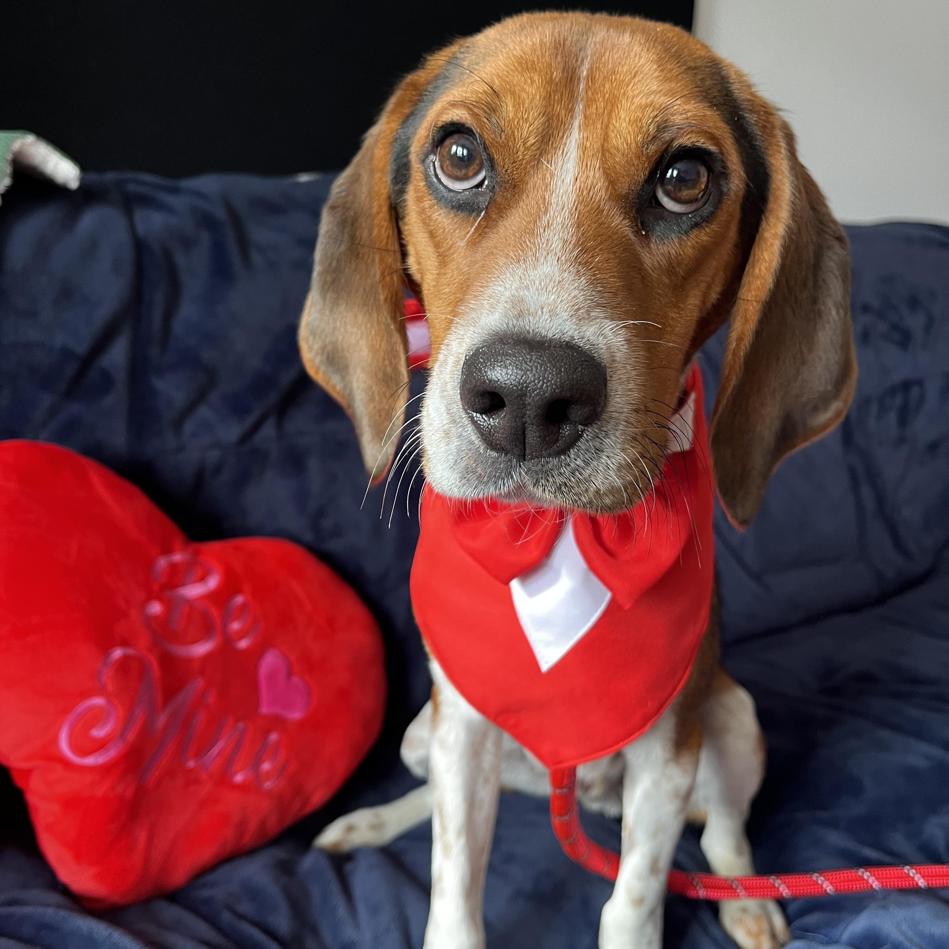 Turkey, adopted, Young Male Beagle.