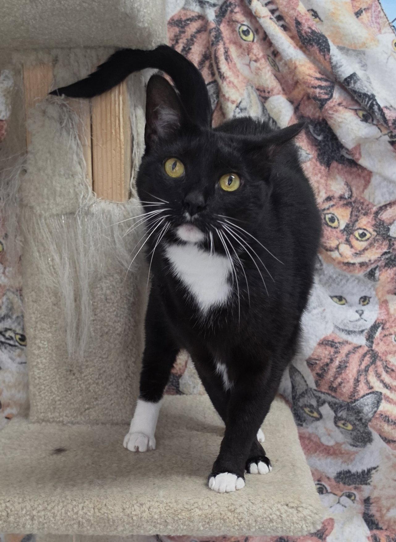 Enlarge Socks, a Adoptable Domestic Short Hair in Hollywood, MD image 1/1