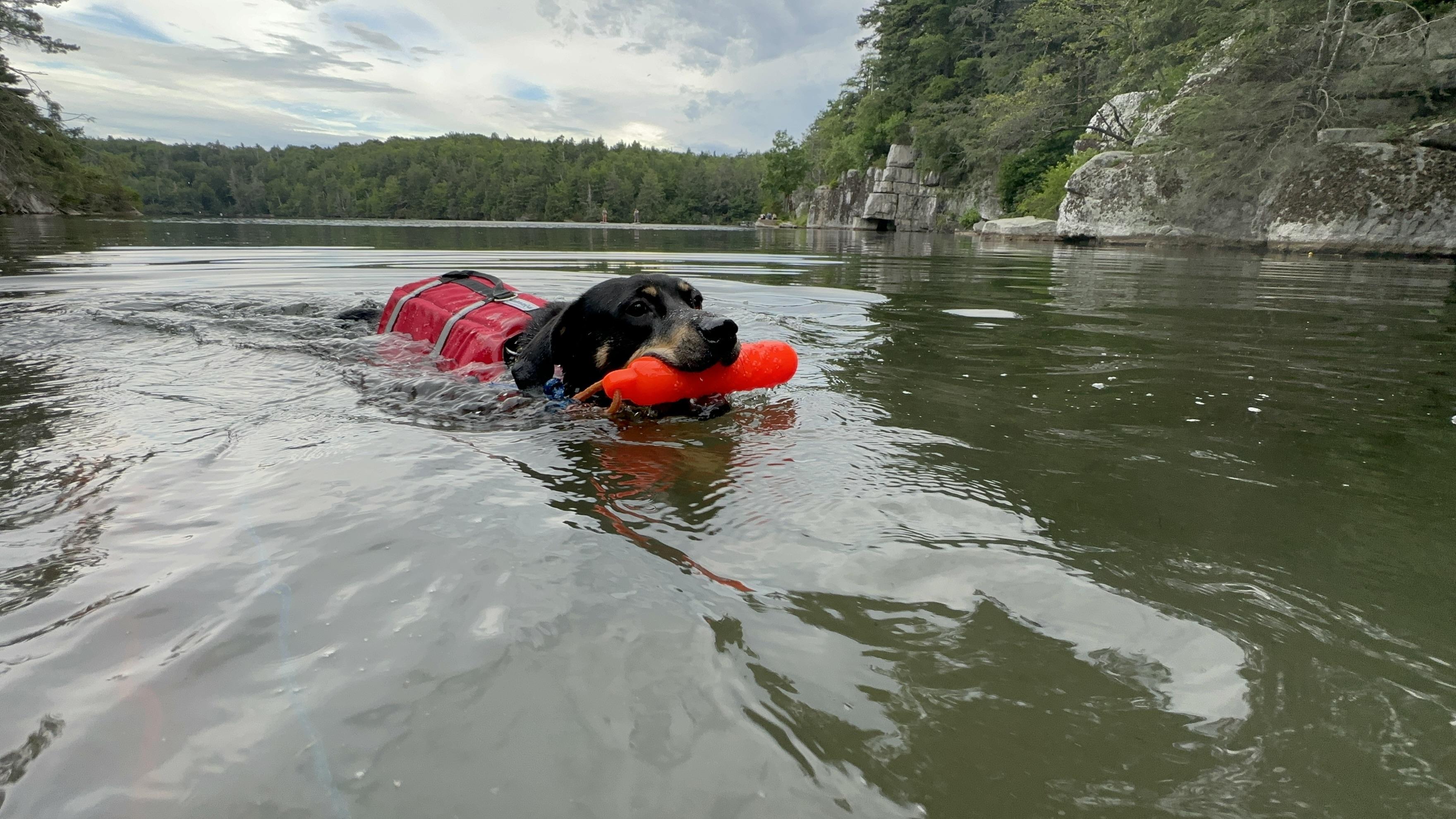 Enlarge BESSIE, a Adoptable mixed breed in New Paltz, NY image 1/6