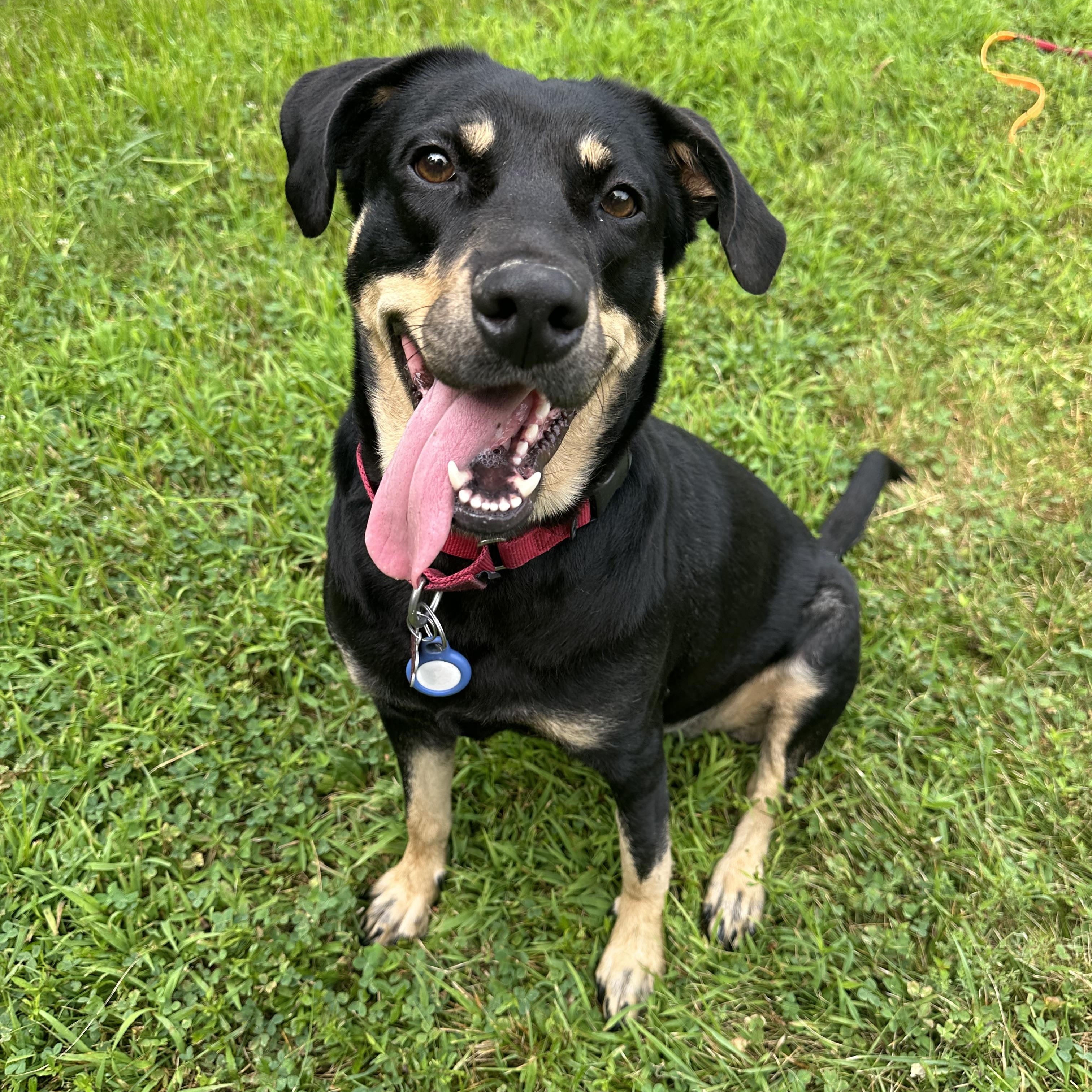 Enlarge BESSIE, a Adoptable mixed breed in New Paltz, NY image 2/6