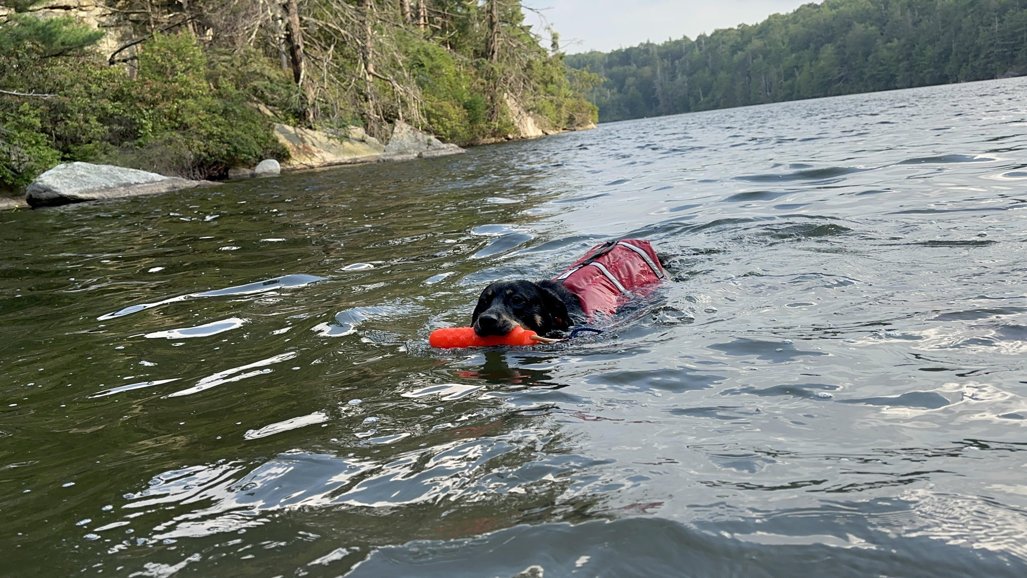 Enlarge BESSIE, a Adoptable mixed breed in New Paltz, NY image 3/6