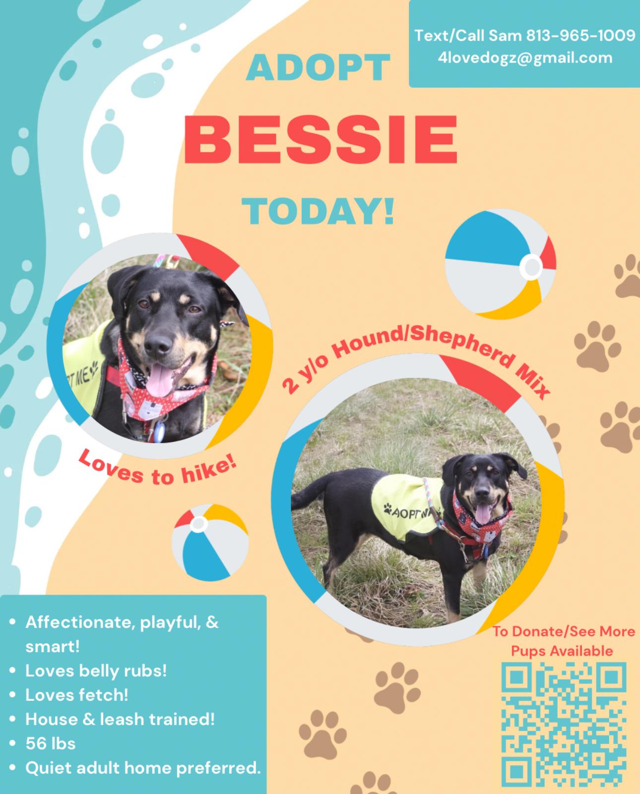 Enlarge BESSIE, a Adoptable mixed breed in New Paltz, NY image 4/6