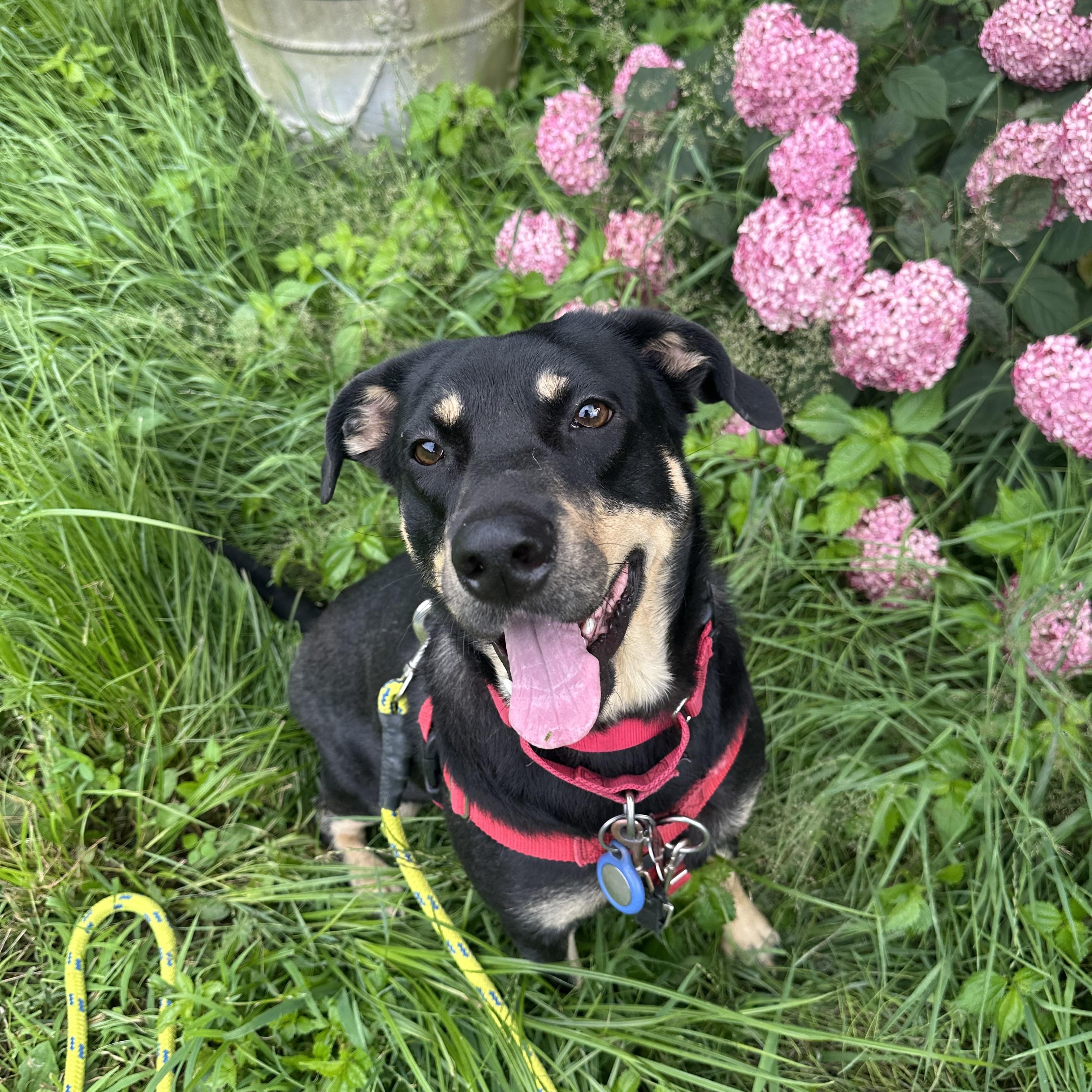 Enlarge BESSIE, a Adoptable mixed breed in New Paltz, NY image 5/6