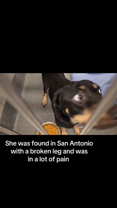 Enlarge BESSIE, a Adoptable mixed breed in New Paltz, NY video 6/6