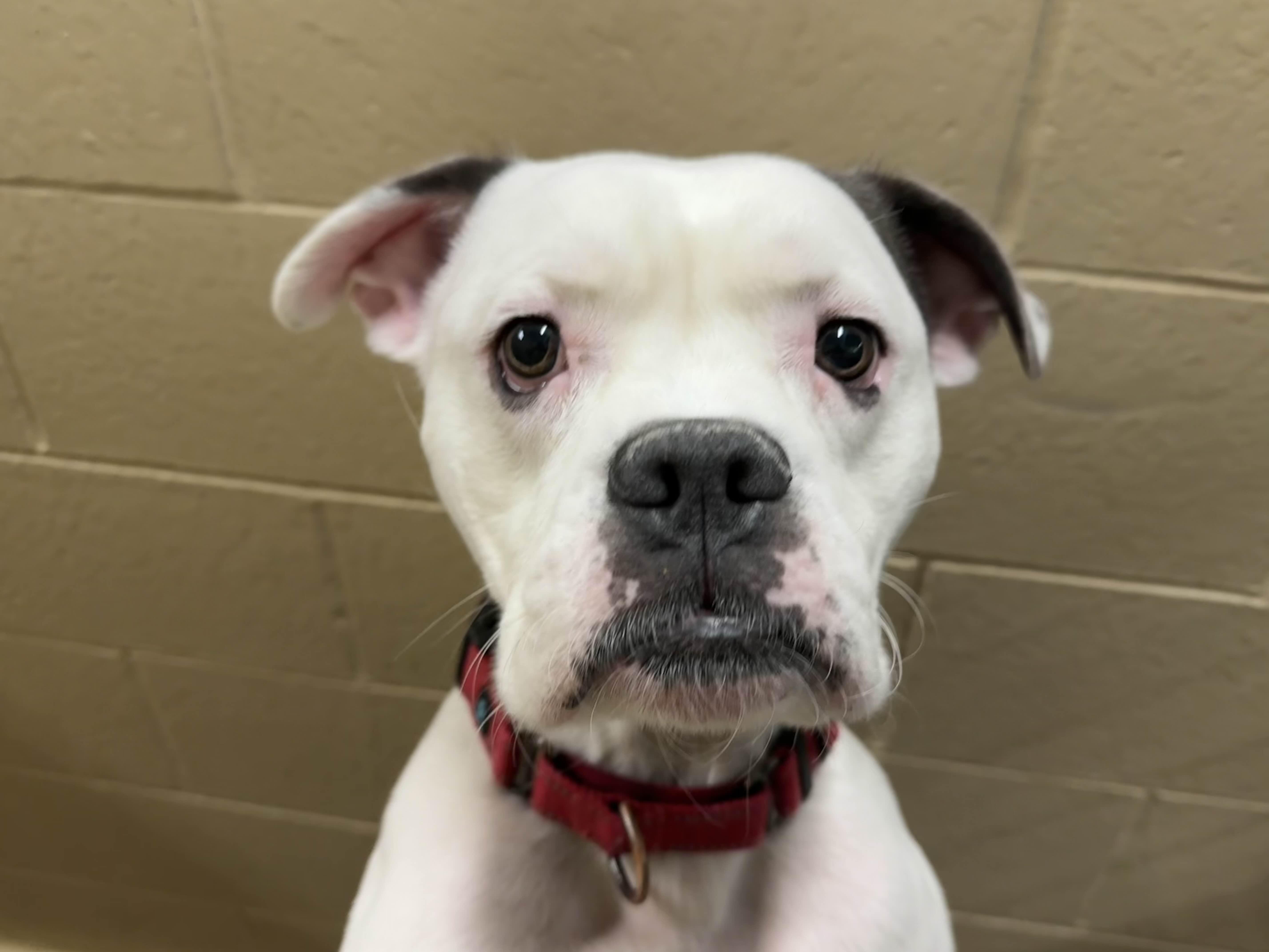 Zeus, Adoptable, Adult Male Mixed Breed.