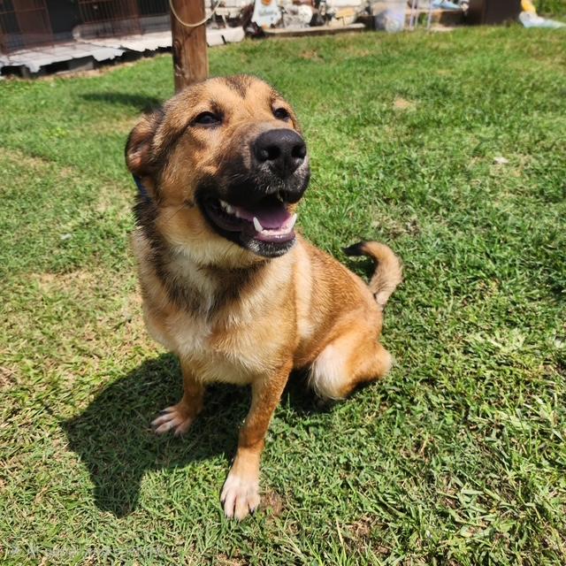 Enlarge Amory, a ADOPTABLE mixed breed in Manhasset, NY image 3/6