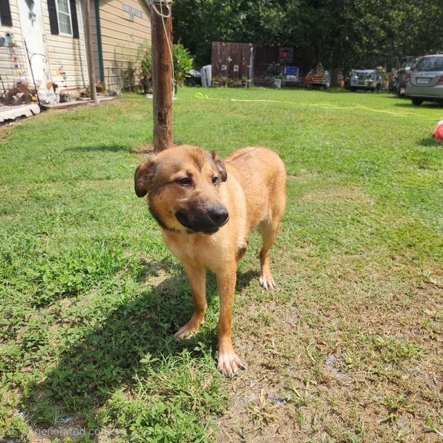 Enlarge Amory, a ADOPTABLE mixed breed in Manhasset, NY image 6/6
