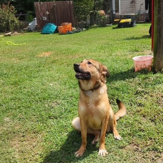 Enlarge Amory, a ADOPTABLE mixed breed in Manhasset, NY image 1/6