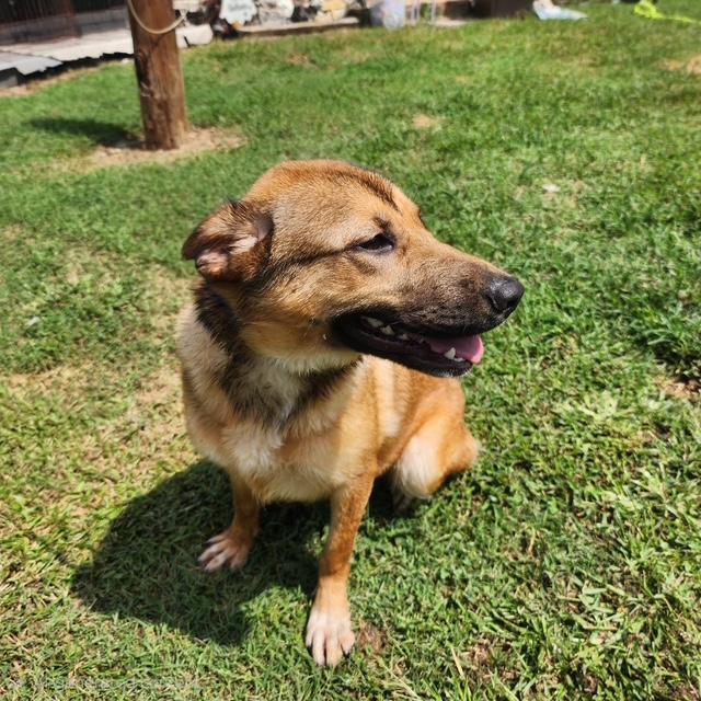 Enlarge Amory, a ADOPTABLE mixed breed in Manhasset, NY image 2/6