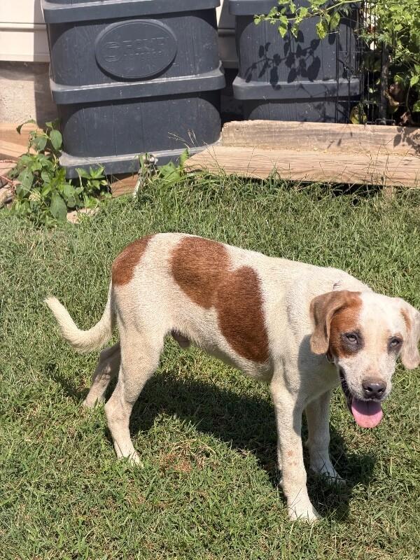 Enlarge Doug, a Adoptable mixed breed in Partlow, VA image 1/5
