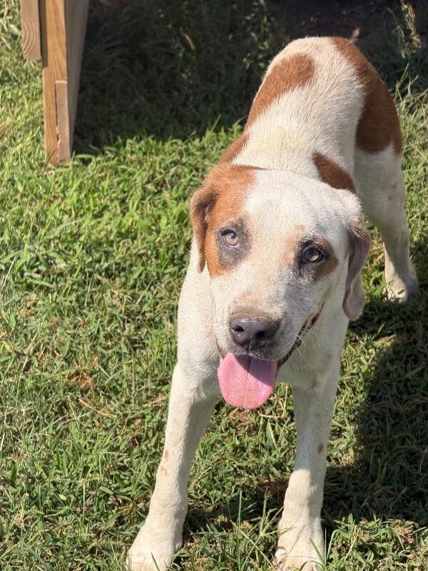 Enlarge Doug, a Adoptable mixed breed in Partlow, VA image 2/5