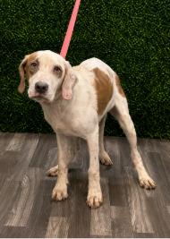 Enlarge Doug, a Adoptable mixed breed in Partlow, VA image 3/5