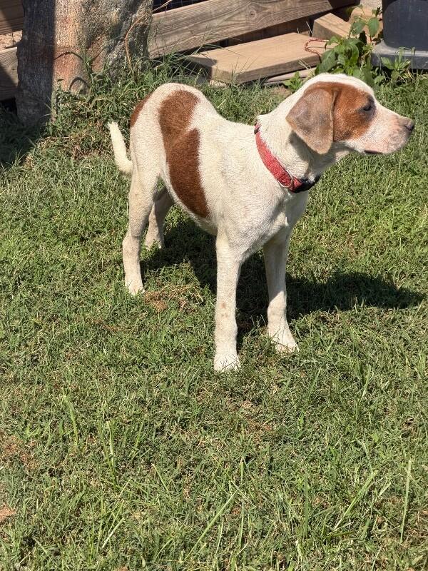 Enlarge Doug, a Adoptable mixed breed in Partlow, VA image 4/5