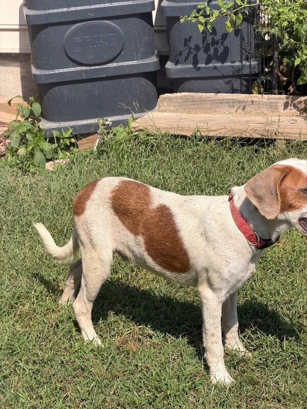Enlarge Doug, a Adoptable mixed breed in Partlow, VA image 5/5