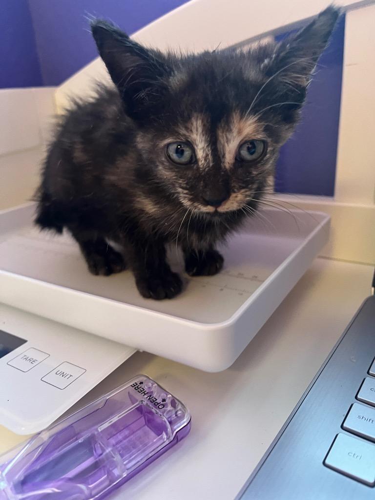 Enlarge Linnie, a Adoptable mixed breed in Corpus Christi, TX image 1/2