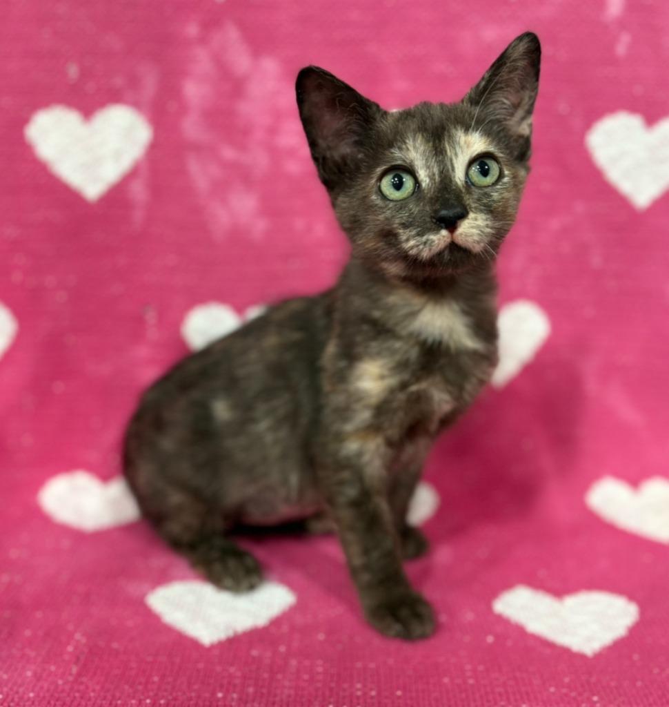 Enlarge Linnie, a Adoptable mixed breed in Corpus Christi, TX image 2/2