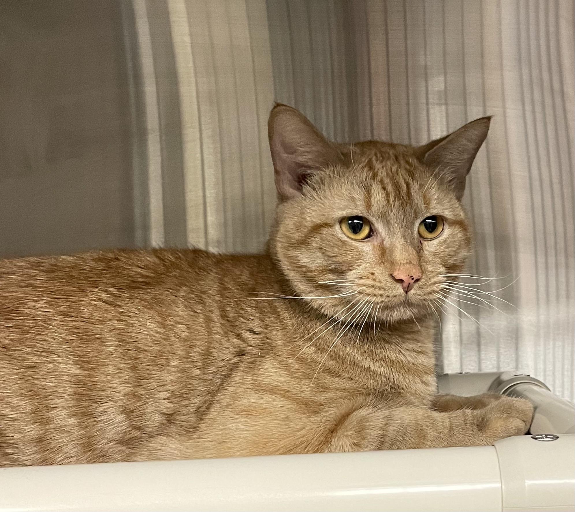 Enlarge Kai, an adopted American Shorthair in North Kingstown, RI image 4/5