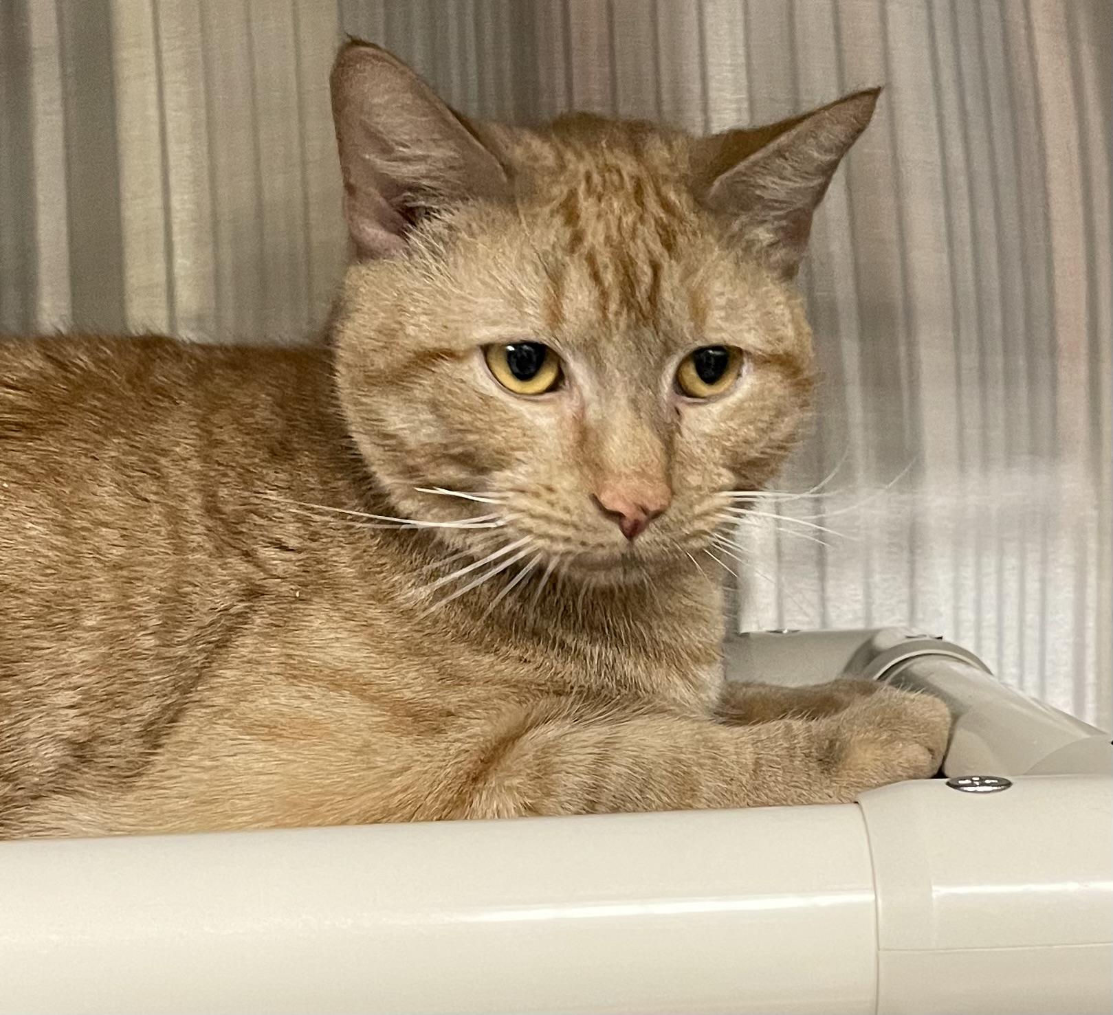 Kai, adopted, Kitten Male American Shorthair.