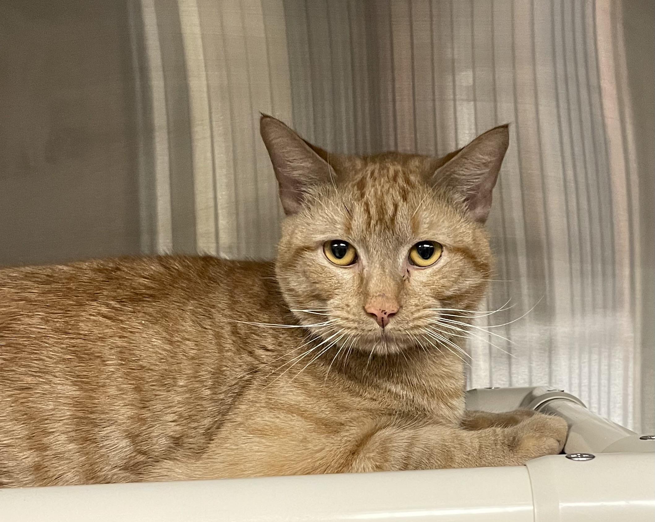 Enlarge Kai, an adopted American Shorthair in North Kingstown, RI image 2/5