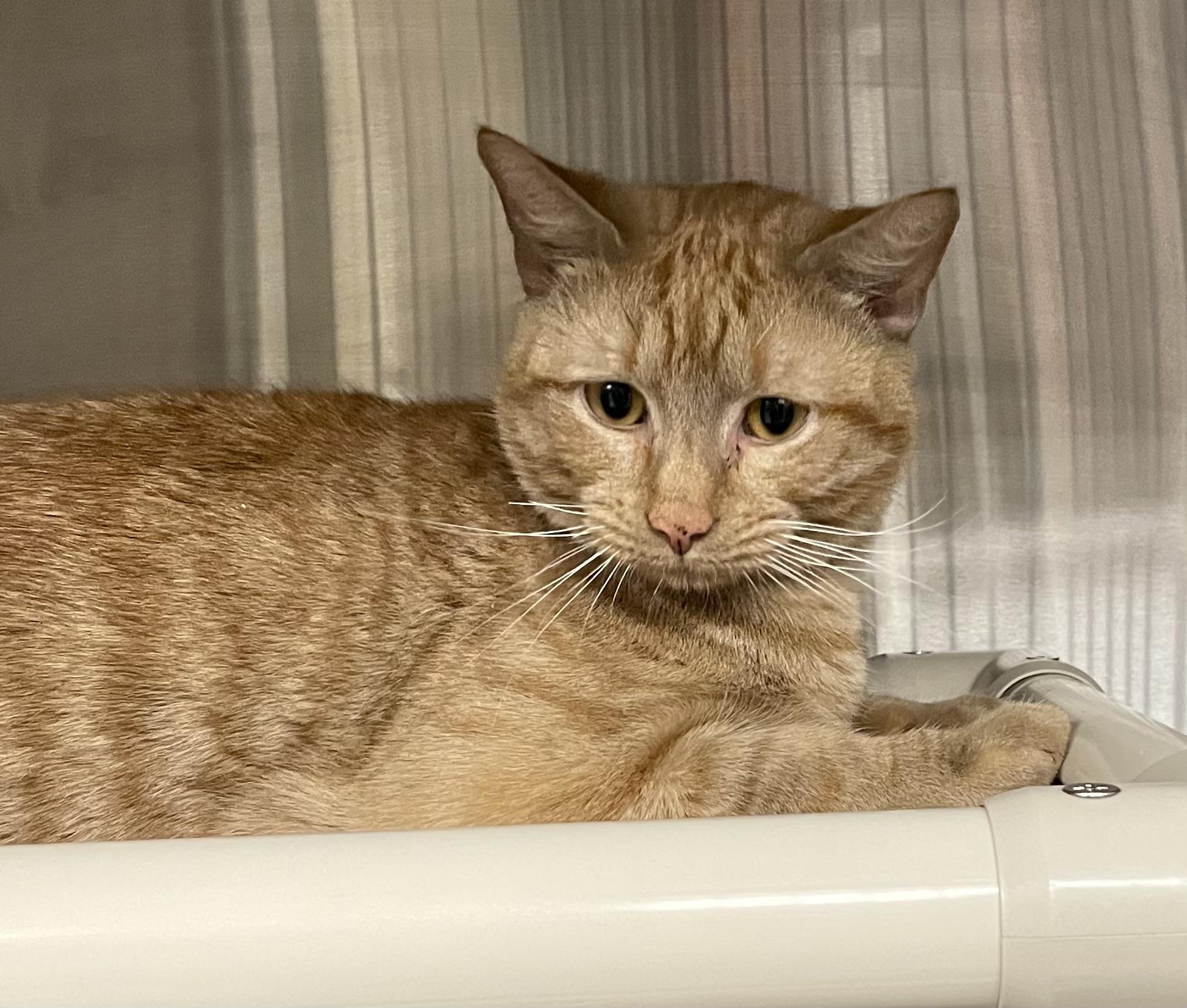 Enlarge Kai, an adopted American Shorthair in North Kingstown, RI image 3/5