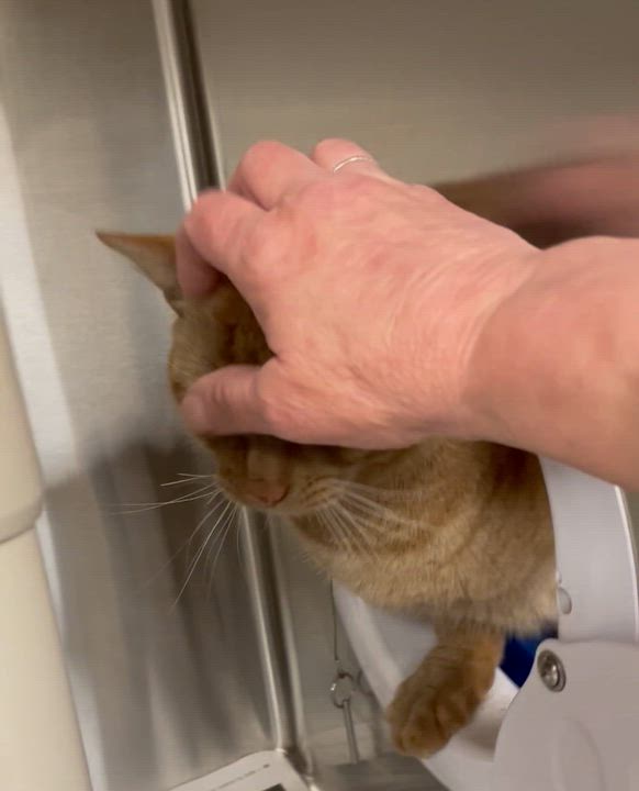 Enlarge Kai, an adopted American Shorthair in North Kingstown, RI video 5/5