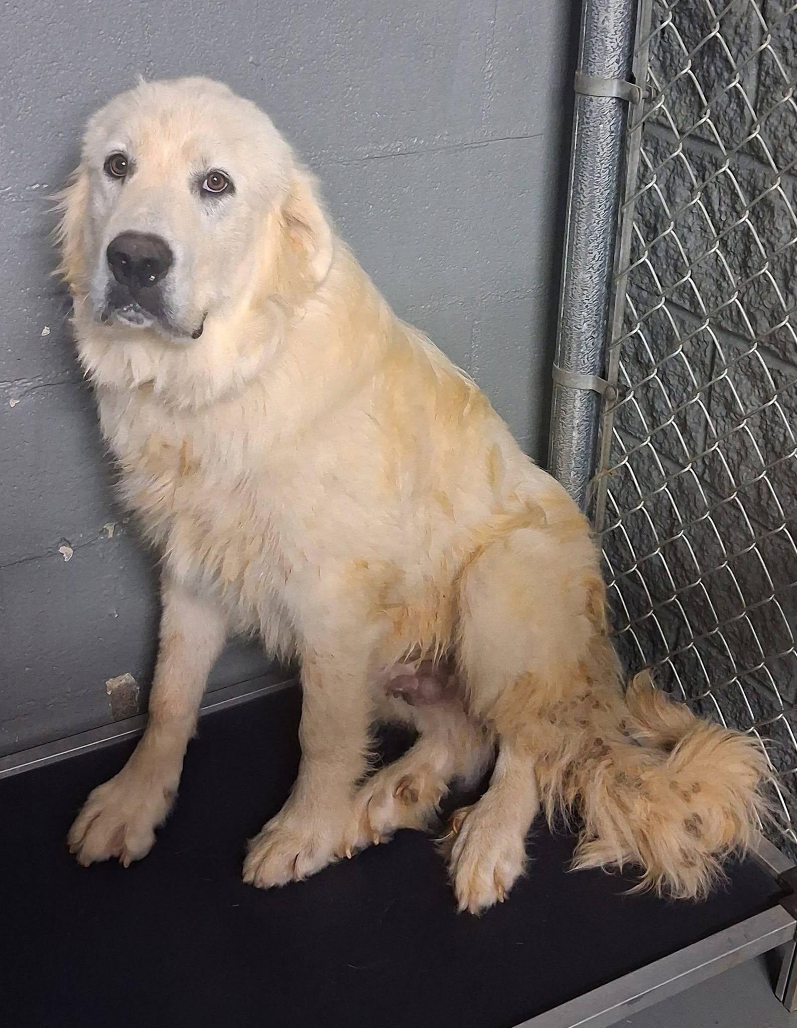 Wilson, an adopted Great Pyrenees in Stuart, VA image 1/2