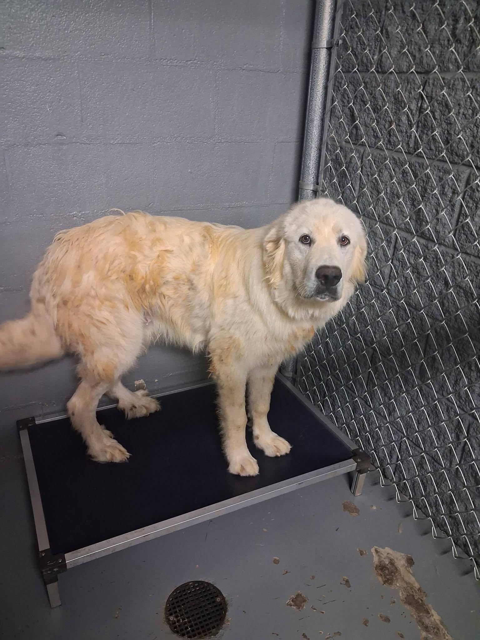 Wilson, an adopted Great Pyrenees in Stuart, VA image 2/2