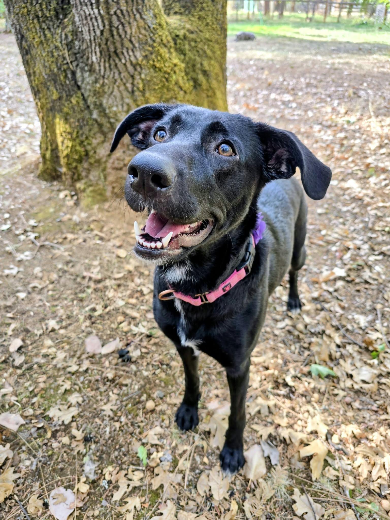 Enlarge Jellybean, a Adopted mixed breed in Grants Pass, OR image 2/5