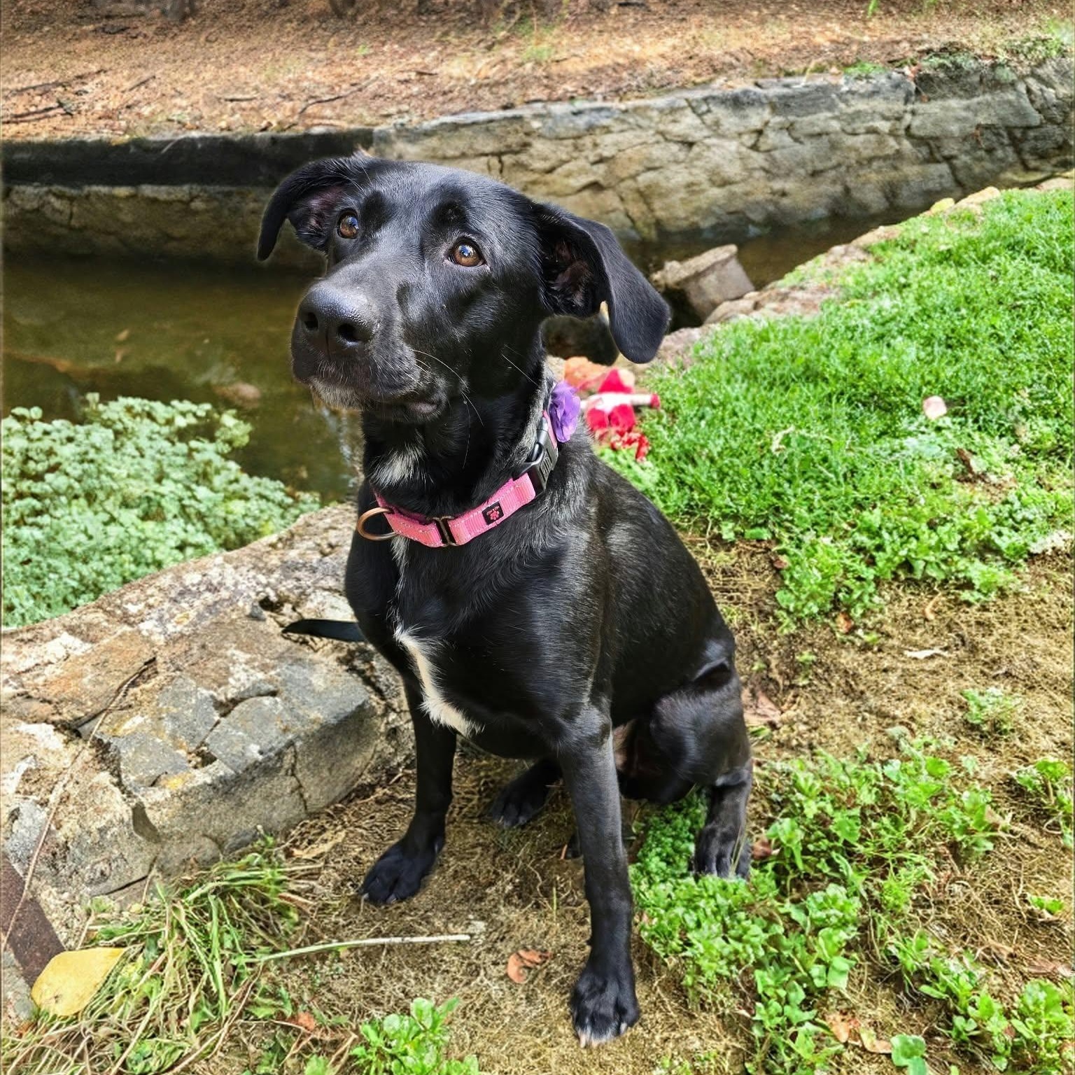 Jellybean, Adopted, Young Female Labrador Retriever.
