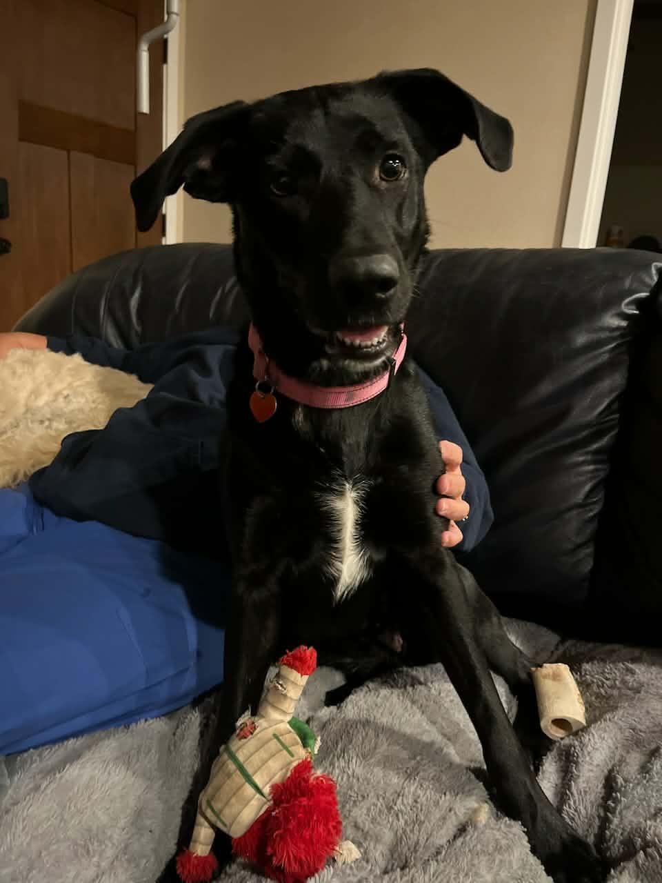 Enlarge Jellybean, a Adopted mixed breed in Grants Pass, OR image 5/5
