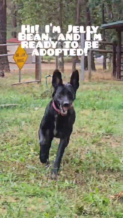Enlarge Jellybean, a Adopted mixed breed in Grants Pass, OR video 3/5