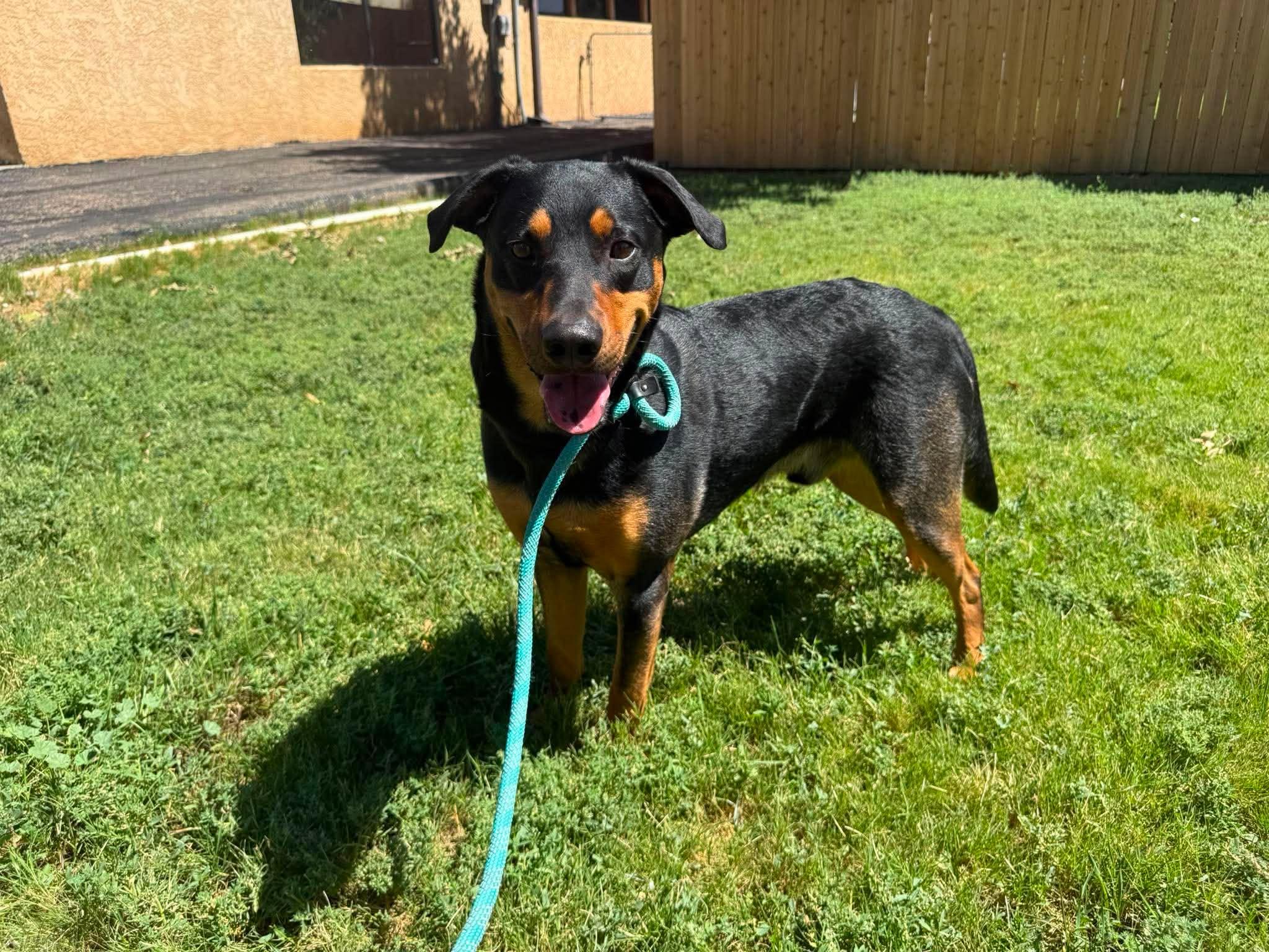 Bartholomew, Adopted, Adult Male Mixed Breed.