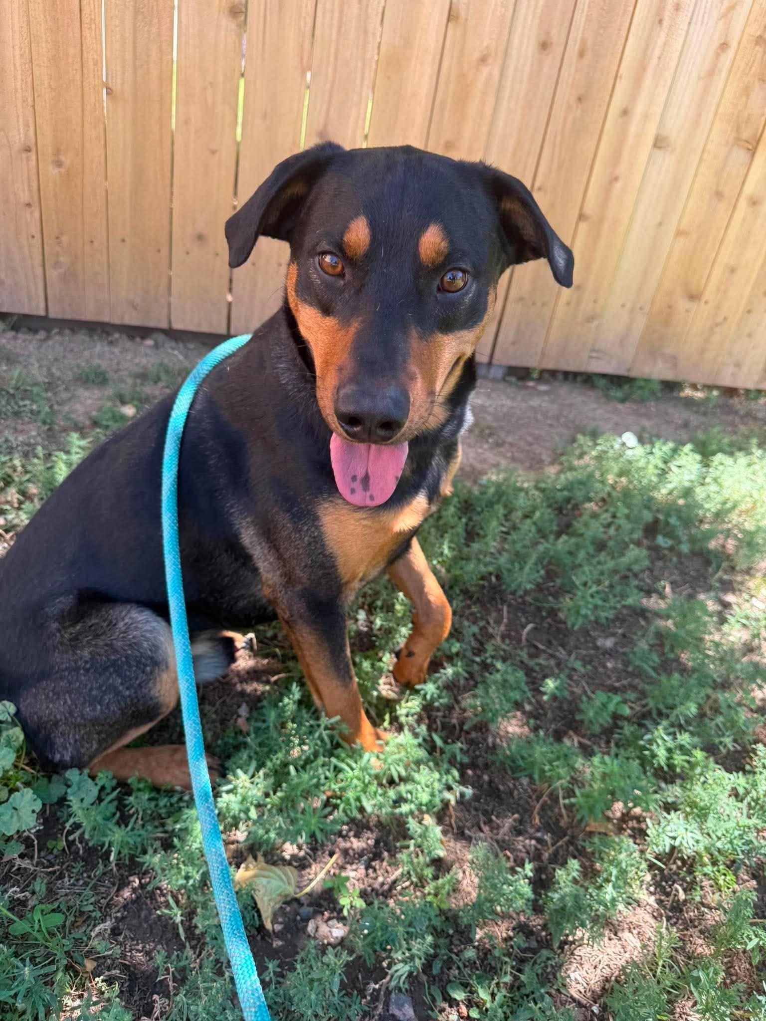 Enlarge Bartholomew, a Adopted Mixed Breed in Canon City, CO image 2/3