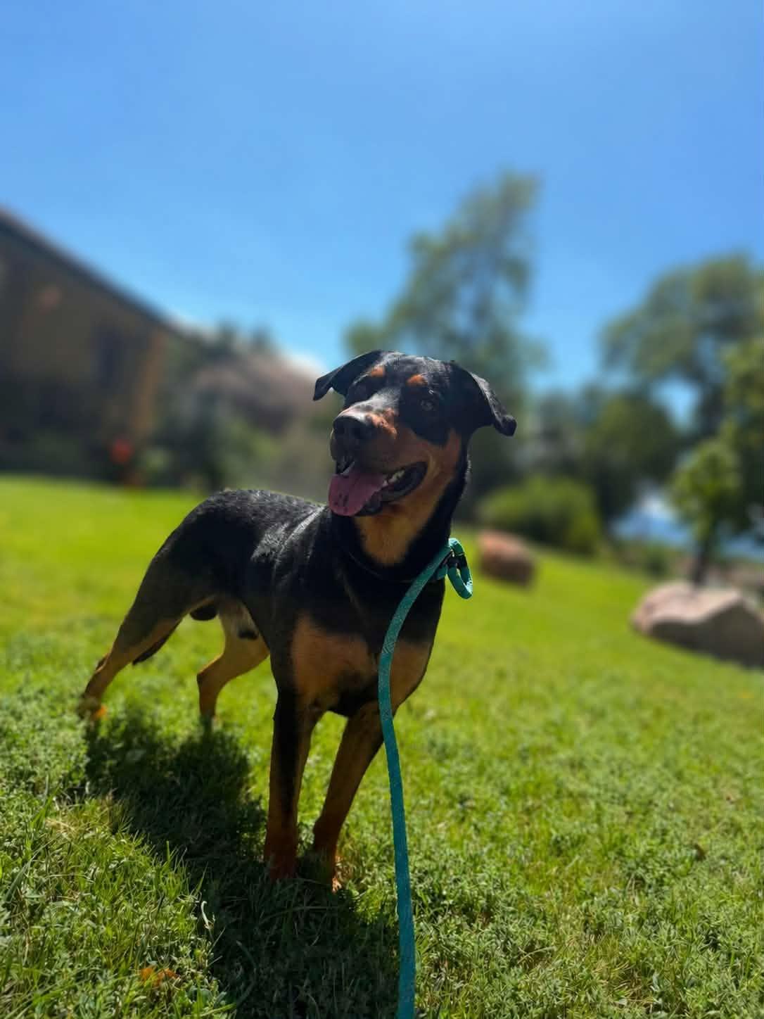 Enlarge Bartholomew, a Adopted Mixed Breed in Canon City, CO image 3/3