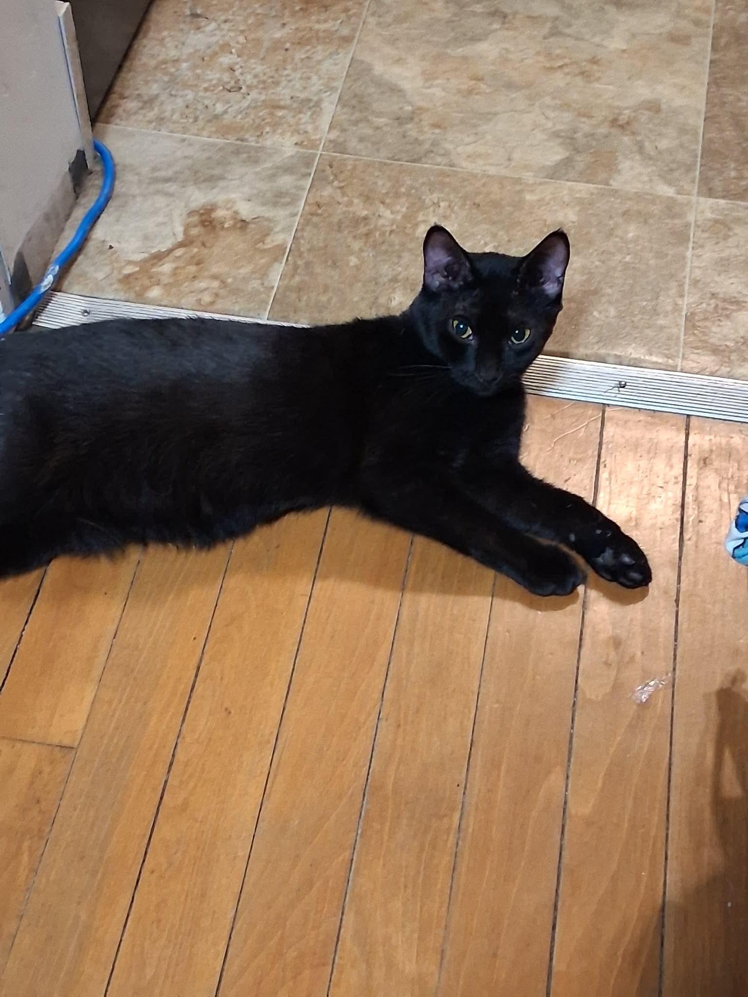 Nova, Adoptable, Young Female Domestic Short Hair.