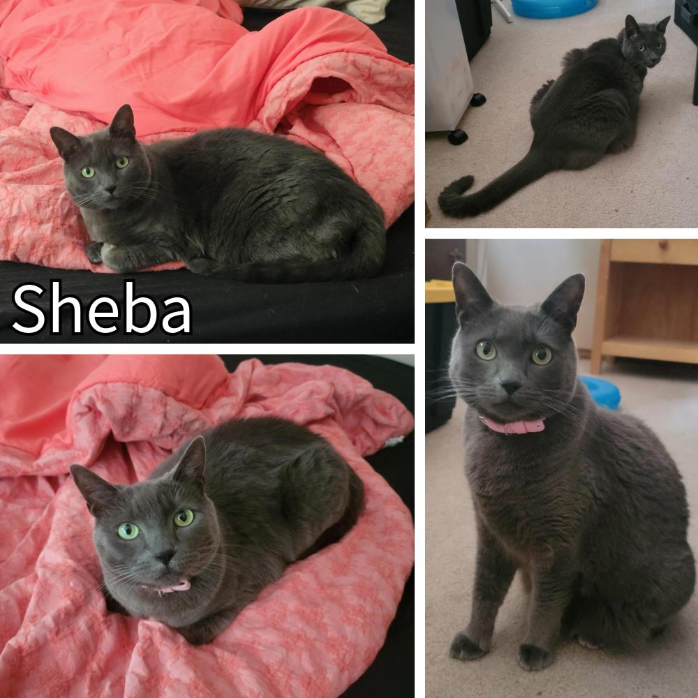 Enlarge Sheba, a Adoptable Domestic Short Hair in Newberg, OR image 1/1