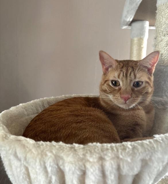 Chad, Adoptable, Adult Male Domestic Short Hair.