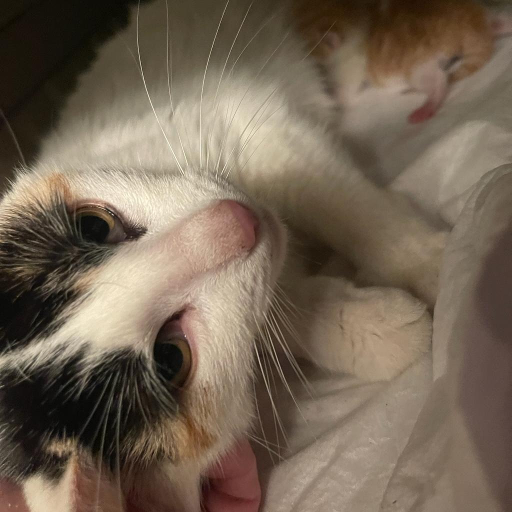Enlarge Frieze, a Adoptable Domestic Short Hair in Carmel, IN image 1/5