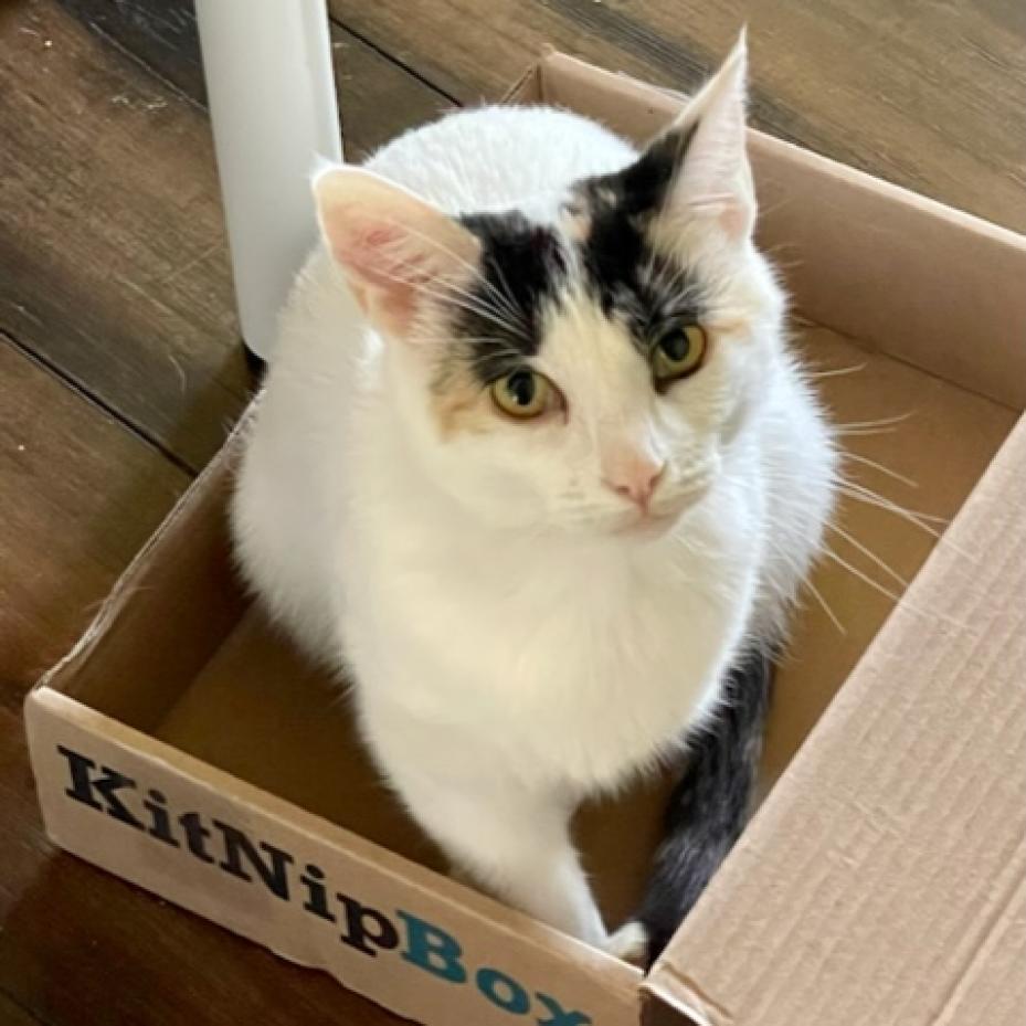 Enlarge Frieze, a Adoptable Domestic Short Hair in Carmel, IN image 2/5