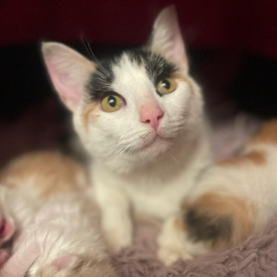 Enlarge Frieze, a Adoptable Domestic Short Hair in Carmel, IN image 3/5